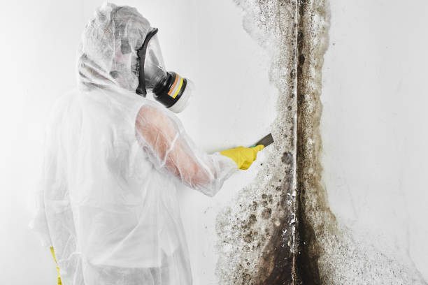 Professional Mold Removal in Boonville, CA
