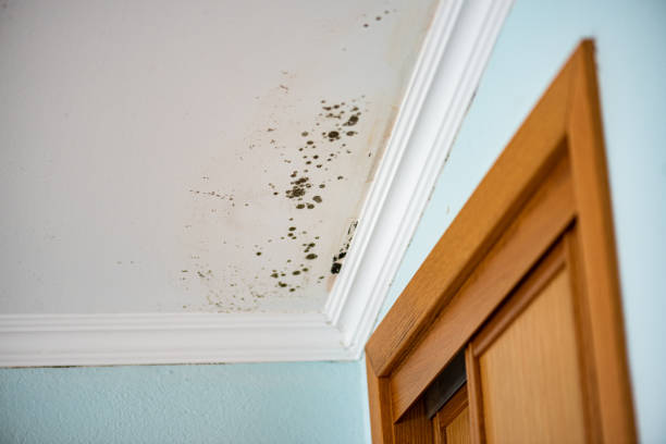 Mold Removal Process in Boonville, CA