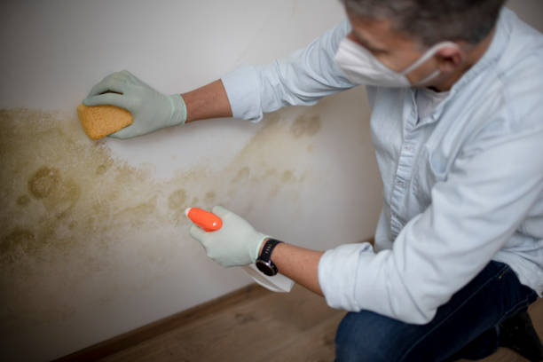 Best Office Mold Removal Services  in Boonville, CA