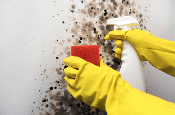 Best Mold Remediation  in Boonville, CA