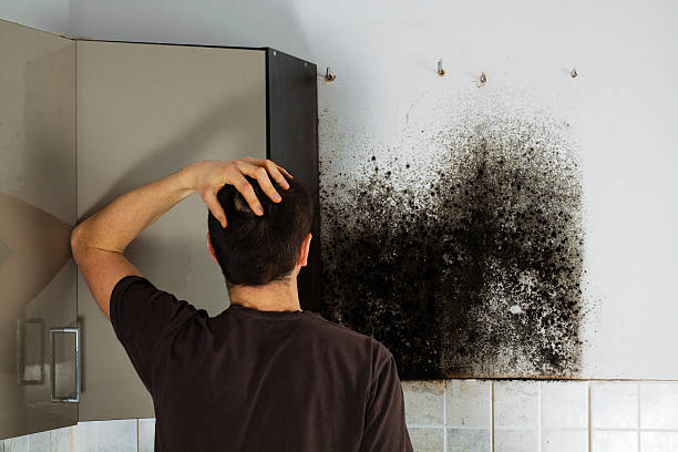 Best Attic Mold Removal  in Boonville, CA